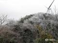 中国天气网讯 1月10日，受冷空气影响，广西百色乐业县逻沙乡草王山迎来2025年第一场雾凇景观，树枝草木银装素裹，宛如一幅幅水墨画卷。（图/罗旺庆 文/郁海蓉  罗旺庆 ）