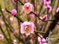 中国天气网讯 近日，广西南宁青秀山风景名胜区梅花园里的梅花竞相绽放，为节日增添了一抹亮丽的色彩。一朵朵粉色或白色的梅花在枝头争奇斗艳，吸引了众多市民和游客前来观赏拍照。（图/ 曾海科 文/郁海蓉）