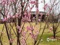 中国天气网讯 近日，广西南宁青秀山风景名胜区梅花园里的梅花竞相绽放，为节日增添了一抹亮丽的色彩。一朵朵粉色或白色的梅花在枝头争奇斗艳，散发着淡雅的香气，吸引了众多市民和游客前来观赏拍照。这是通讯员2月1日拍摄的画面。（图/ 曾海科 文/郁海蓉）