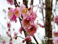 中国天气网讯 近日，广西南宁青秀山风景名胜区梅花园里的梅花竞相绽放，为节日增添了一抹亮丽的色彩。一朵朵粉色或白色的梅花在枝头争奇斗艳，吸引了众多市民和游客前来观赏拍照。（图/ 曾海科 文/郁海蓉）