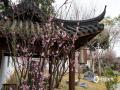 中国天气网讯 近日，广西南宁青秀山风景名胜区梅花园里的梅花竞相绽放，为节日增添了一抹亮丽的色彩。一朵朵粉色或白色的梅花在枝头争奇斗艳，吸引了众多市民和游客前来观赏拍照。（图/ 曾海科 文/郁海蓉）