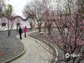 中国天气网讯 近日，广西南宁青秀山风景名胜区梅花园里的梅花竞相绽放，为节日增添了一抹亮丽的色彩。一朵朵粉色或白色的梅花在枝头争奇斗艳，散发着淡雅的香气，吸引了众多市民和游客前来观赏拍照。这是通讯员2月1日拍摄的画面。（图/ 曾海科 文/郁海蓉）