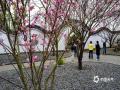 中国天气网讯 近日，广西南宁青秀山风景名胜区梅花园里的梅花竞相绽放，为节日增添了一抹亮丽的色彩。一朵朵粉色或白色的梅花在枝头争奇斗艳，散发着淡雅的香气，吸引了众多市民和游客前来观赏拍照。这是通讯员2月1日拍摄的画面。（图/ 曾海科 文/郁海蓉）