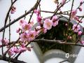 中国天气网讯 近日，广西南宁青秀山风景名胜区梅花园里的梅花竞相绽放，为节日增添了一抹亮丽的色彩。一朵朵粉色或白色的梅花在枝头争奇斗艳，吸引了众多市民和游客前来观赏拍照。（图/ 曾海科 文/郁海蓉）