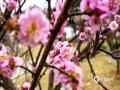 中国天气网讯 近日，广西南宁青秀山风景名胜区梅花园里的梅花竞相绽放，为节日增添了一抹亮丽的色彩。一朵朵粉色或白色的梅花在枝头争奇斗艳，散发着淡雅的香气，吸引了众多市民和游客前来观赏拍照。这是通讯员2月1日拍摄的画面。（图/ 曾海科 文/郁海蓉）