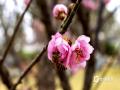 中国天气网讯 近日，广西南宁青秀山风景名胜区梅花园里的梅花竞相绽放，为节日增添了一抹亮丽的色彩。一朵朵粉色或白色的梅花在枝头争奇斗艳，吸引了众多市民和游客前来观赏拍照。（图/ 曾海科 文/郁海蓉）