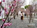 中国天气网讯 近日，广西南宁青秀山风景名胜区梅花园里的梅花竞相绽放，为节日增添了一抹亮丽的色彩。一朵朵粉色或白色的梅花在枝头争奇斗艳，吸引了众多市民和游客前来观赏拍照。（图/ 曾海科 文/郁海蓉）