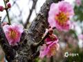 中国天气网讯 近日，广西南宁青秀山风景名胜区梅花园里的梅花竞相绽放，为节日增添了一抹亮丽的色彩。一朵朵粉色或白色的梅花在枝头争奇斗艳，吸引了众多市民和游客前来观赏拍照。（图/ 曾海科 文/郁海蓉）