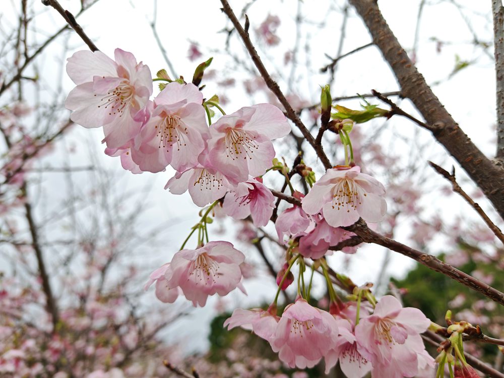 桂林南溪山公园樱花烂漫