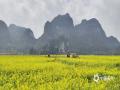 春光作序，玉林市兴业县泉江村油菜花海，借春雨润色，酿满目鎏金。恰逢晴好，共赴这场“天时”的馈赠。（图/农尚森 文/曾茂桂 ）