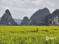 春光作序，玉林市兴业县泉江村油菜花海，借春雨润色，酿满目鎏金。恰逢晴好，共赴这场“天时”的馈赠。（图/农尚森 文/曾茂桂 ）