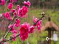 中国天气网讯 3月6日，广西南宁阴雨连绵，气温低迷，但青秀山的桃花不惧寒冷，经验绽放，雨中的桃花更加娇嫩欲滴，惹人怜爱。（文/黄丽娜 图/曾海科）