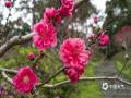 中国天气网讯 3月6日，广西南宁阴雨连绵，气温低迷，但青秀山的桃花不惧寒冷，经验绽放，雨中的桃花更加娇嫩欲滴，惹人怜爱。（文/黄丽娜 图/曾海科）