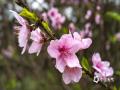 中国天气网讯 3月6日，广西南宁阴雨连绵，气温低迷，但青秀山的桃花不惧寒冷，经验绽放，雨中的桃花更加娇嫩欲滴，惹人怜爱。（文/黄丽娜 图/曾海科）