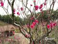 中国天气网讯 3月6日，广西南宁阴雨连绵，气温低迷，但青秀山的桃花不惧寒冷，经验绽放，雨中的桃花更加娇嫩欲滴，惹人怜爱。（文/黄丽娜 图/曾海科）