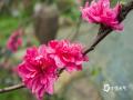 中国天气网讯 3月6日，广西南宁阴雨连绵，气温低迷，但青秀山的桃花不惧寒冷，经验绽放，雨中的桃花更加娇嫩欲滴，惹人怜爱。（文/黄丽娜 图/曾海科）