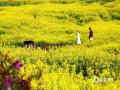 中国天气网广西站讯 3月6日，来宾市忻城县薰衣草庄园的油菜花竞相绽放，一派春意盎然，吸引游客前来踏青赏花。（图/樊绍光 文/苏庆红）