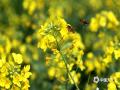 中国天气网广西站讯 3月6日，来宾市忻城县薰衣草庄园的油菜花竞相绽放，一派春意盎然，吸引游客前来踏青赏花。（图/樊绍光 文/苏庆红）