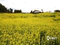 中国天气网广西站讯 3月6日，来宾市忻城县薰衣草庄园的油菜花竞相绽放，一派春意盎然，吸引游客前来踏青赏花。（图/樊绍光 文/苏庆红）