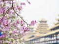 中国天气网广西站讯 随着天气逐渐回暖，近期，广西柳州的30万株洋紫荆迎来盛花期，大街小巷、公园绿地的粉色“限定皮肤”已经上线，春日气息浓厚。图为：4月7日，柳州满城紫荆盛放。（图文/潘思宇）