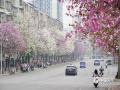 中国天气网广西站讯 随着天气逐渐回暖，近期，广西柳州的30万株洋紫荆迎来盛花期，大街小巷、公园绿地的粉色“限定皮肤”已经上线，春日气息浓厚。图为：4月7日，柳州满城紫荆盛放。（图文/潘思宇）
