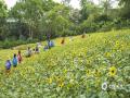 中国天气网讯 5月11日，广西南宁天气晴好，阳光灿烂，青秀山的向日葵在阳光下尽情绽放，活力满满，点亮了这个夏天。（文/黄丽娜 图/曾海科）