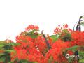 中国天气网广西站讯 5月以来，广西平果街巷变身红色花海，凤凰花以烈焰般的红色点燃南国街头。若想亲身感受这份热烈，不妨在5至7月走进南方的街头巷尾，邂逅一场属于凤凰花的红色浪漫。（文/何翔 图/农继豪） ​​​