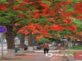 中国天气网广西站讯 5月以来，广西平果街巷变身红色花海，凤凰花以烈焰般的红色点燃南国街头。若想亲身感受这份热烈，不妨在5至7月走进南方的街头巷尾，邂逅一场属于凤凰花的红色浪漫。（文/何翔 图/农继豪） ​​​