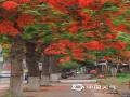 中国天气网广西站讯 5月以来，广西平果街巷变身红色花海，凤凰花以烈焰般的红色点燃南国街头。若想亲身感受这份热烈，不妨在5至7月走进南方的街头巷尾，邂逅一场属于凤凰花的红色浪漫。（文/何翔 图/农继豪） ​​​