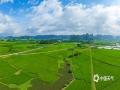 中国天气网广西站讯 6月1日，南宁市上林县天气晴朗，蓝天白云映衬绿水青山，更显得田园如画。（图/曾海科）