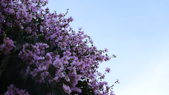 广西防城港紫薇花花影交织如梦幻云霞