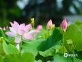 中国天气网广西站讯 6月10日，防城港市东兴市竹山村的荷花迎来观赏期。放眼望去，粉红的荷花、碧绿的荷叶和蓝天构成了一幅幅美不胜收的夏日画卷。（ 图/陆进娇 文/周玉）