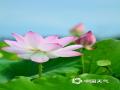 中国天气网广西站讯 6月10日，防城港市东兴市竹山村的荷花迎来观赏期。放眼望去，粉红的荷花、碧绿的荷叶和蓝天构成了一幅幅美不胜收的夏日画卷。（ 图/陆进娇 文/周玉）