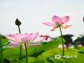 中国天气网广西站讯 6月10日，防城港市东兴市竹山村的荷花迎来观赏期。放眼望去，粉红的荷花、碧绿的荷叶和蓝天构成了一幅幅美不胜收的夏日画卷。（ 图/陆进娇 文/周玉）