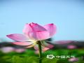 中国天气网广西站讯 6月10日，防城港市东兴市竹山村的荷花迎来观赏期。放眼望去，粉红的荷花、碧绿的荷叶和蓝天构成了一幅幅美不胜收的夏日画卷。（ 图/陆进娇 文/周玉）