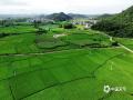 中国天气网广西站讯  6月23日，贺州富川瑶族自治县古城镇夏日盛景迷人。空中俯瞰，广袤田野如青绿绸缎，错落村舍似棋盘棋子，与山水相融，远处山峦朦胧。阳光晕染下，乡村尽显自然和谐之美，成为夏日里一道醉人的风景线 。（文/ 唐冬晓 董州   图/董州）