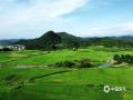 中国天气网广西站讯  6月23日，贺州富川瑶族自治县古城镇夏日盛景迷人。空中俯瞰，广袤田野如青绿绸缎，错落村舍似棋盘棋子，与山水相融，远处山峦朦胧。阳光晕染下，乡村尽显自然和谐之美，成为夏日里一道醉人的风景线 。（文/ 唐冬晓 董州 图/董州）