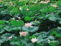 中国天气网广西站讯 连日高温天气，在百色市田东县印茶镇遇见一池荷花绿叶，卷舒开合，莲香蛙鸣满塘，退去了暑热躁心。 （图/黄丽华 文/黄敏）