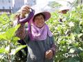 中国天气网广西站讯 9月17日，贵港市天气晴好，顺阳生态茄子种植基地内，放眼望去，只见一个个饱满油亮的茄子挂满枝头，长势十分喜人。种植户趁着好天气，在田间地头穿梭，熟练挑选，进行采摘，现场一派繁忙热闹的丰收景象。（图文/凌晶）