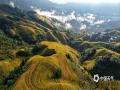 中国天气网广西站讯 金秋时节，早晨的阳光洒落在桂林龙脊梯田上，照映出满山的金黄稻谷，宛如为大地披上一件金黄的衣裳，同时山间的雾气仍未散去，弥漫在山间，给耀眼的金黄点缀上几分轻柔，青山、云雾，稻田自然而又和谐地共同构成了一幅美不胜收、令人心旷神怡的画面。（图/韦吉阳 文/杨俊士）