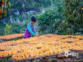 中国天气网广西站讯 正逢月柿满枝的旺期，11月23日的恭城红岩，果农们忙着将刚采收的月柿摊开晾晒，准备制成甘醇的柿饼，让这红火的景致，带来“柿”事如意的好彩头。（文/何禹鸿 图/蒋璇）