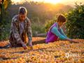 中国天气网广西站讯 正逢月柿满枝的旺期，11月23日的恭城红岩，果农们忙着将刚采收的月柿摊开晾晒，准备制成甘醇的柿饼，让这红火的景致，带来“柿”事如意的好彩头。（文/何禹鸿 图/蒋璇）