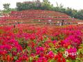 中国天气网广西站讯  11月30日，南宁青秀山叶子花迎来盛花期，漫山遍野都是嫣红、粉紫色的花朵，吸引众多市民游客漫步花丛，打卡拍照。（图/曾海科  文/郁海蓉）