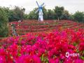 中国天气网广西站讯  11月30日，南宁青秀山叶子花迎来盛花期，漫山遍野都是嫣红、粉紫色的花朵，吸引众多市民游客漫步花丛，打卡拍照。（图/曾海科  文/郁海蓉）