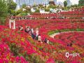 中国天气网广西站讯  11月30日，南宁青秀山叶子花迎来盛花期，漫山遍野都是嫣红、粉紫色的花朵，吸引众多市民游客漫步花丛，打卡拍照。（图/曾海科  文/郁海蓉）