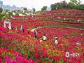 中国天气网广西站讯  11月30日，南宁青秀山叶子花迎来盛花期，漫山遍野都是嫣红、粉紫色的花朵，吸引众多市民游客漫步花丛，打卡拍照。（图/曾海科  文/郁海蓉）