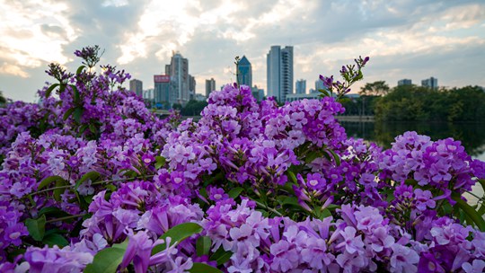 南国秋色姹紫嫣红 南宁深秋仍花开遍地