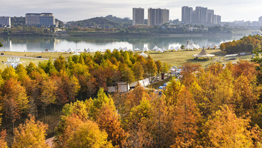 落羽杉被阳光染绯红 广西南宁邕江添秋色