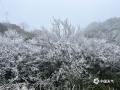 中国天气网广西站讯 受寒潮影响，1月3日桂林全州县高寒山区局地气温跌破零度，天湖生态景区迎来2026年初雾凇奇景。冰花缀青松，山峦尽染晶莹，宛若梦幻冰雪童话。置身其中，宛若闯入不染尘俗的秘境，吸引游人奔赴这场冬日冰雪之约。（文/蒋熙 图/唐丽 蒋熙） ​​​​