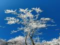 中国天气网讯 1月6日，贺州市姑婆山景区出现雾凇美景，山间的树枝挂满毛茸茸的冰晶，远看像梨花盛放，犹如大自然雕琢的艺术品。（文/唐冬晓 图/林匪、大梁、笑笑）